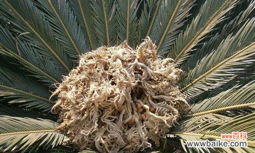 探索自然奇迹 神奇的铁树能否开花