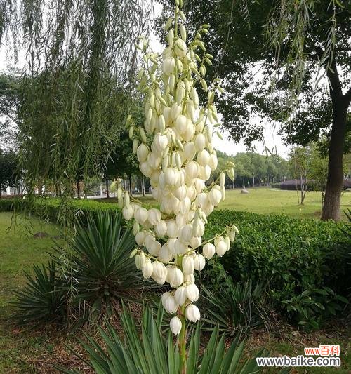 探索自然奇迹 神奇的铁树能否开花