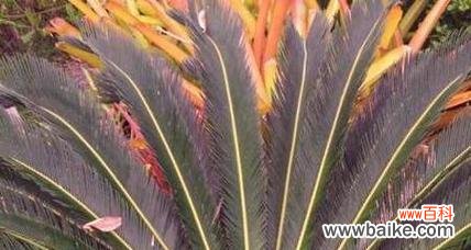 探索自然奇迹 神奇的铁树能否开花