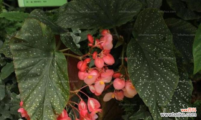 揭秘秋海棠叶的神秘力量 秋海棠叶的象征与寓意