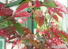 揭秘秋海棠叶的神秘力量 秋海棠叶的象征与寓意