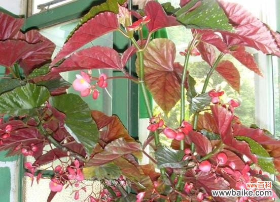 揭秘秋海棠叶的神秘力量 秋海棠叶的象征与寓意