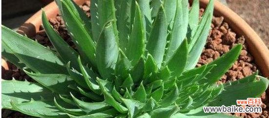 揭示芦荟花背后的意义与代表 芦荟花语的象征与寓意