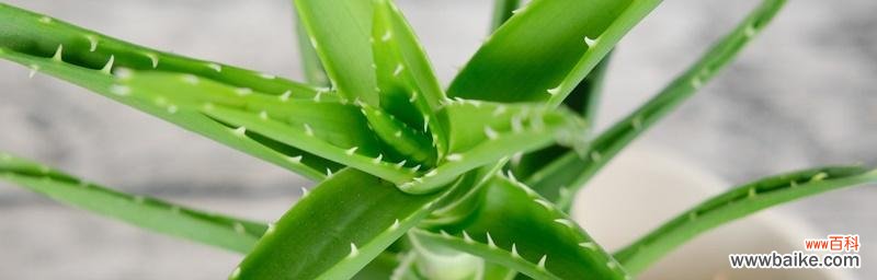 揭示芦荟花背后的意义与代表 芦荟花语的象征与寓意