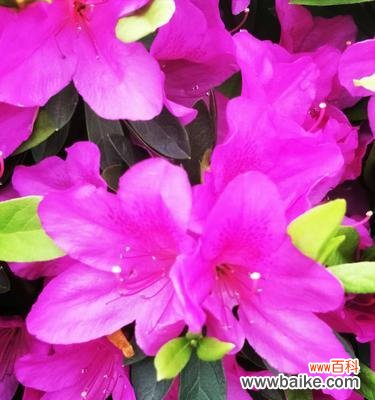 杜鹃花语的解读和文化内涵 杜鹃的花语与寓意——揭示美丽与自由的象征