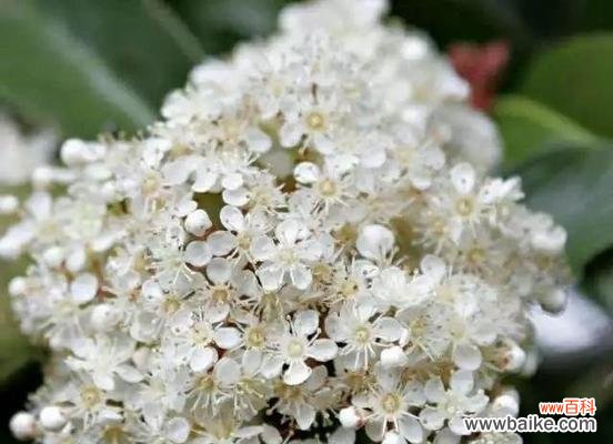 揭示人们内心最深处的背叛情绪 花语背叛