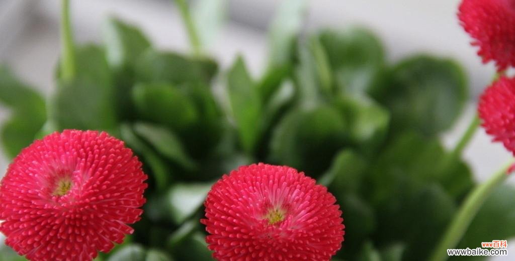 什么花代表分手？分手时应该送什么花最合适？