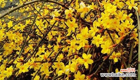 什么花代表分手？分手时应该送什么花最合适？