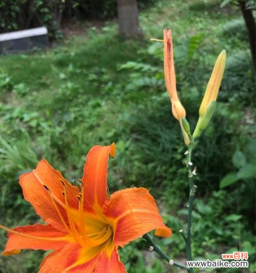 什么花代表父爱？如何选择表达父爱的花卉？