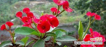 探寻虎刺梅花的内涵与寓意 虎刺梅花