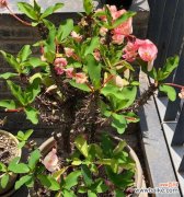 探寻虎刺梅花的内涵与寓意 虎刺梅花