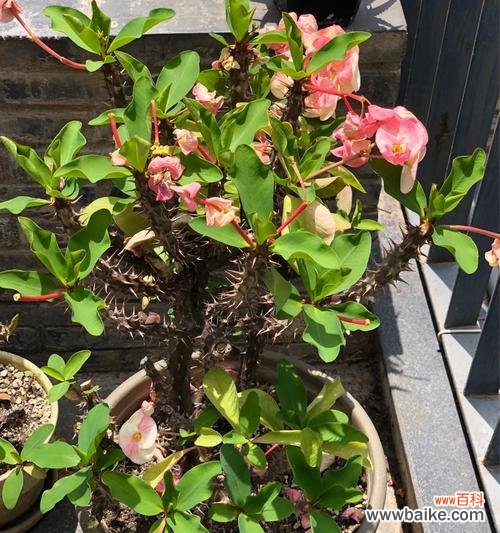 探寻虎刺梅花的内涵与寓意 虎刺梅花