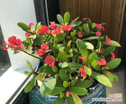 探寻虎刺梅花的内涵与寓意 虎刺梅花