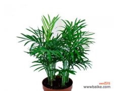 探索散尾葵的象征意义与美学价值 以散尾葵的寓意