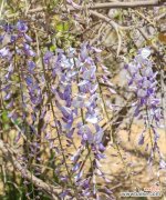 探索紫藤萝作为象征的原因与象征意义解析 紫藤萝的命运与象征意义