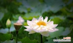 探寻代表清廉的植物 清廉之草——拥抱植物世界的纯净力量