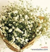 绽放如星 满天星的含义与象征意义