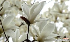 揭示白兰花的神秘符号和象征意义 白兰花的寓意和花语
