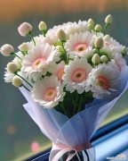 小雏菊的花语及文化含义 小雏菊的意义和象征