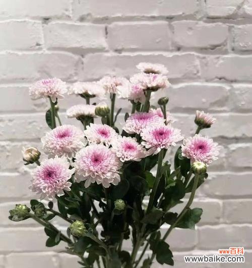 小雏菊的花语及文化含义 小雏菊的意义和象征