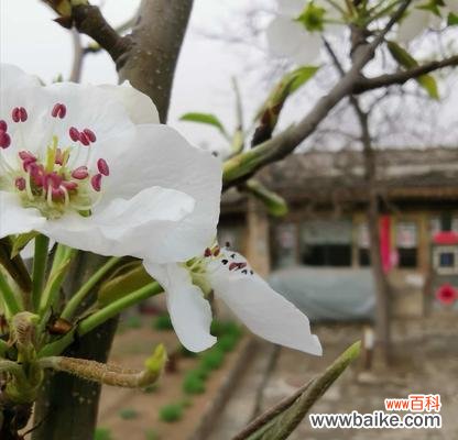 魅力绽放 梨花的花语与象征意义