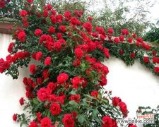 揭示蔷薇花的象征意义 蔷薇的寓意是什么