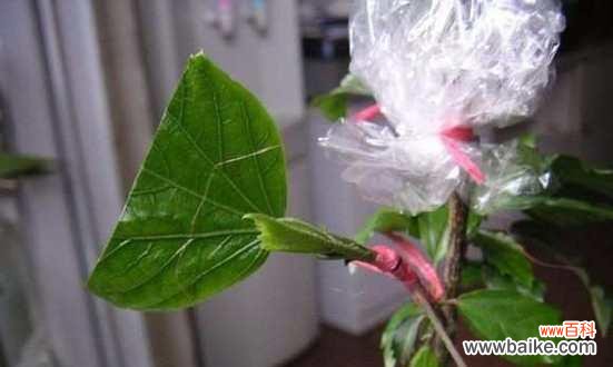 发现微小的美丽 扶桑花叶子小的意义