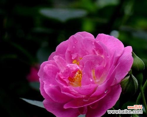 黑蔷薇传递的神秘和希望 黑蔷薇的花语与象征意义