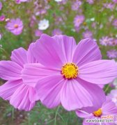 格桑花 格桑花的爱情花语