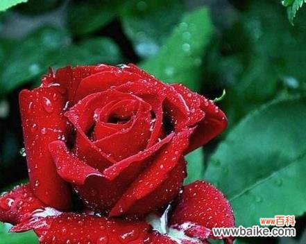 探寻玫瑰花朵数的内涵与传达的情感 玫瑰花朵数的象征意义