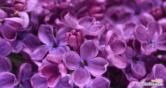 什么花代表浪漫？揭秘最浪漫花卉的含义和用途？