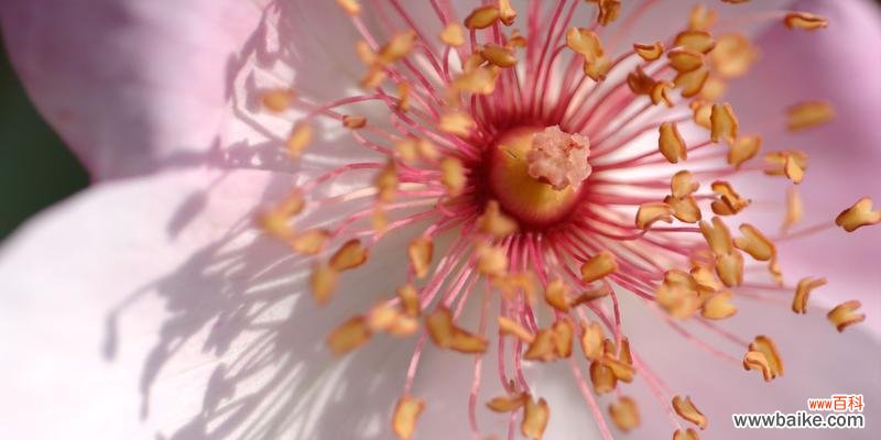 什么花代表浪漫？揭秘最浪漫花卉的含义和用途？