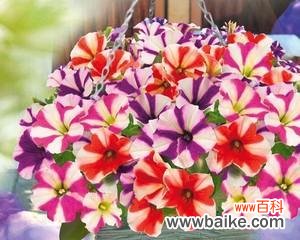 什么花代表快乐？寻找快乐的花卉象征意义是什么？