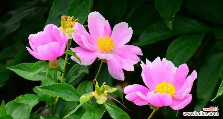 什么花代表快乐？寻找快乐的花卉象征意义是什么？