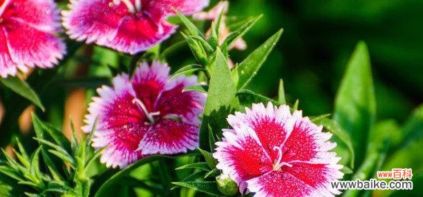 什么花代表母爱？母爱象征的花卉有哪些？