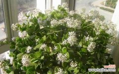 叶绿素之外 文竹开花，永恒的象征