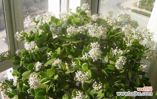 叶绿素之外 文竹开花，永恒的象征