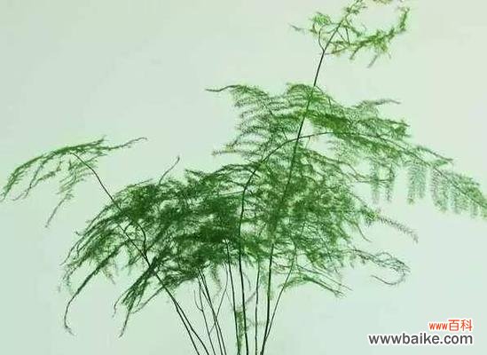 叶绿素之外 文竹开花，永恒的象征