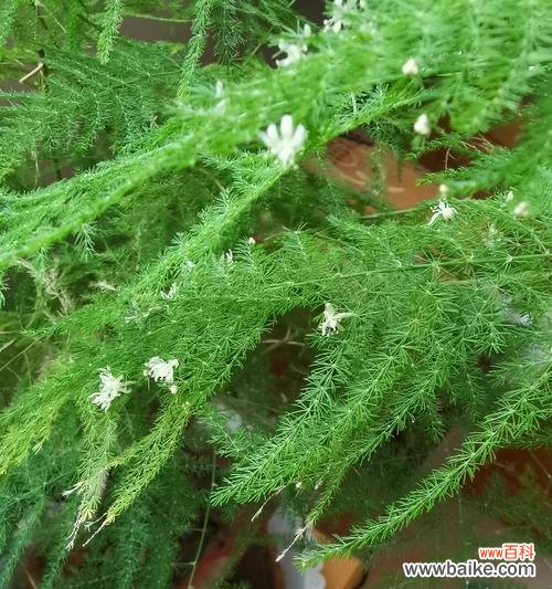 文竹开花的神秘魅力及其意义所在 文竹开花