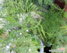 文竹开花的意义与养护技巧 文竹开花的寓意及养护方法