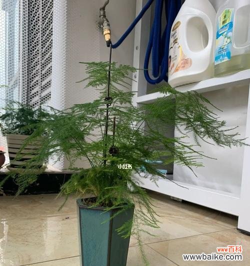 文竹开花的意义与养护技巧 文竹开花的寓意及养护方法