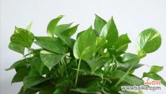 以水培绿萝为载体 水培绿萝的花语——美丽与希望