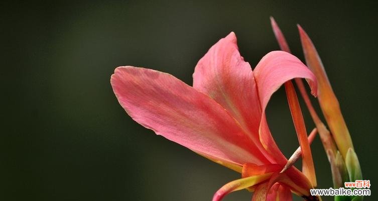 探寻美人蕉花的寓意和象征 美人蕉花