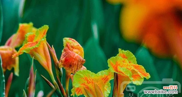 探寻美人蕉花的寓意和象征 美人蕉花