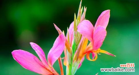 探寻美人蕉花的寓意和象征 美人蕉花