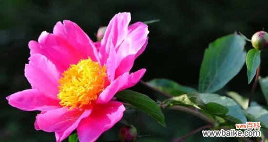 探寻芍药花的情感象征与传统文化内涵 《芍药花的花语与寓意》