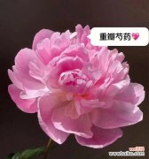 探寻芍药花的情感象征与传统文化内涵 《芍药花的花语与寓意》