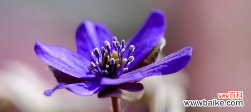 蒲公英花语的秘密与象征意义 自由之花