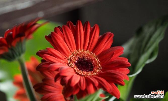 扶郎花的象征意义与文化价值