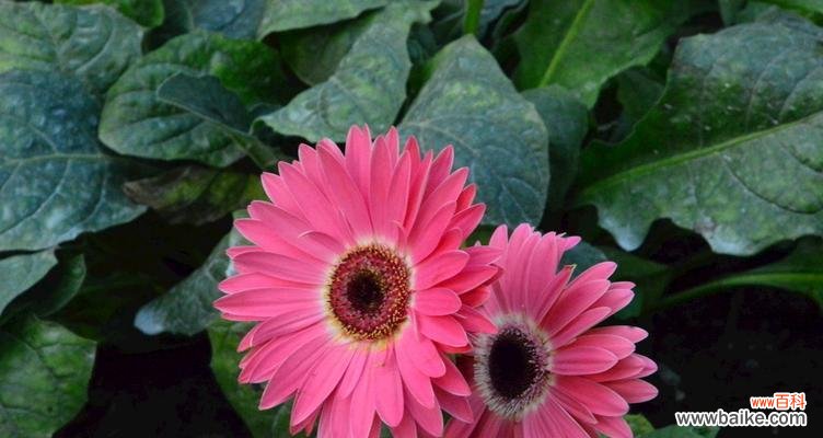 扶郎花的象征意义与文化价值